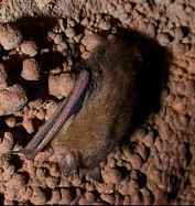 Eastern Pipistrelle bat