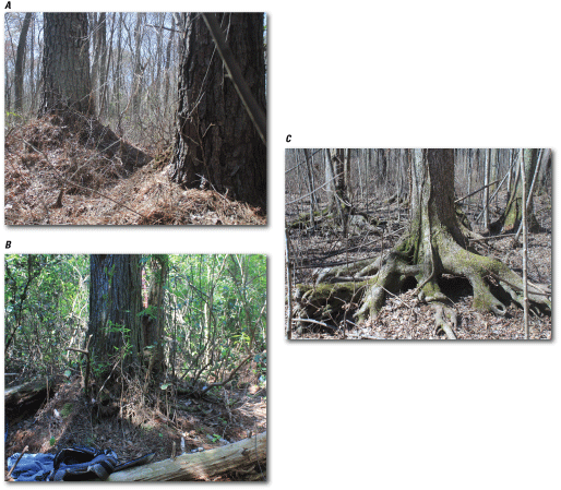 Figure 4.	Photographs showing peat hummocks and root exposure at the base of A, pine,
                        B, Atlantic white cedar, and C, red maple trees, the Great Dismal Swamp, Virginia
                        and North Carolina. Photographs by Gary K. Speiran, U.S. Geological Survey.