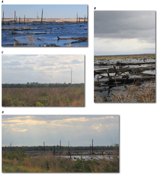 Figure 8.	The burn scar from the 2008 and 2011 fires viewed from Corapeake Ditch,
                           A, looking northeast, B, looking northeast close up, C, looking south, and D, looking
                           northwest, the Great Dismal Swamp, Virginia and North Carolina