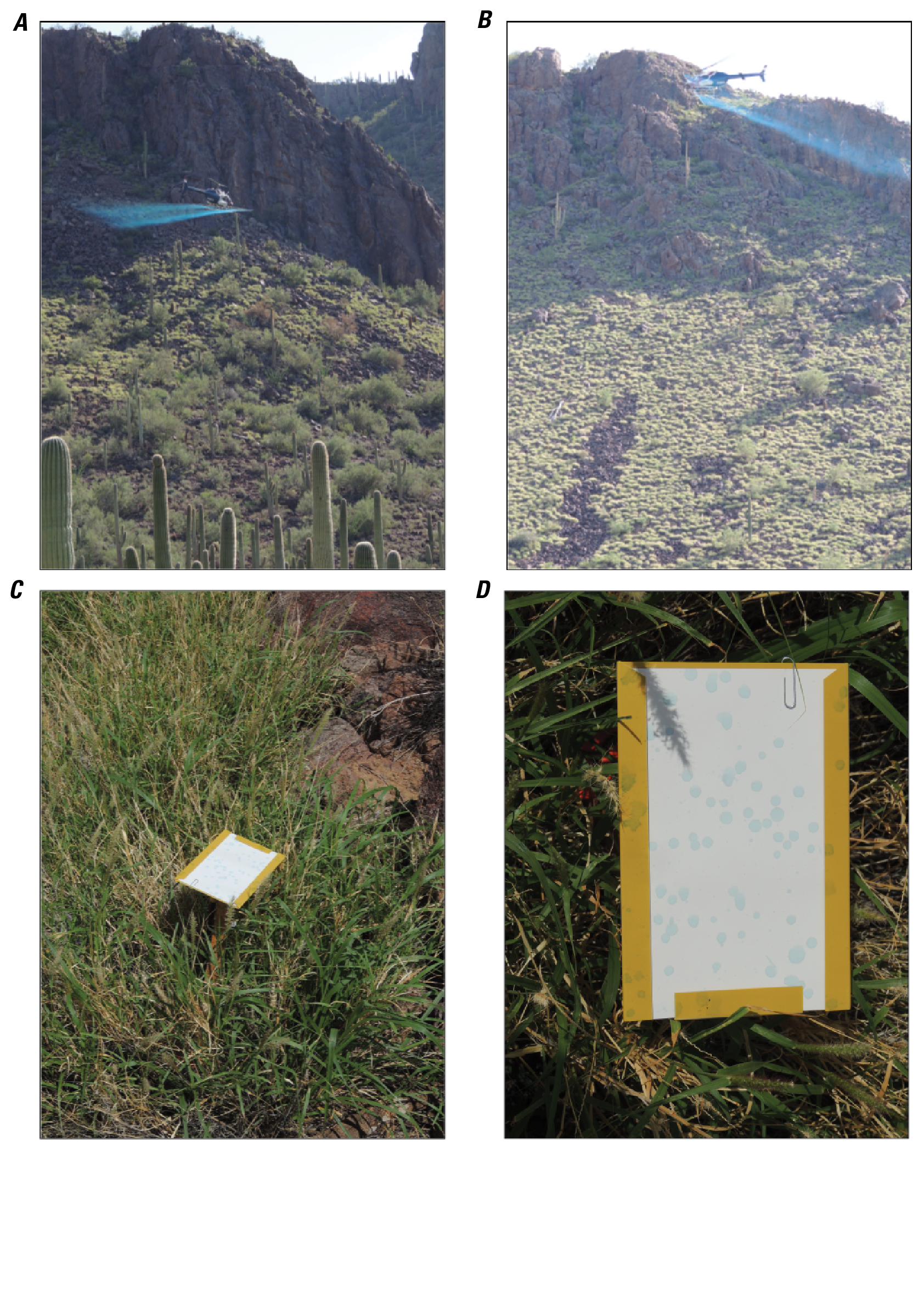 Two photos with helicopter spreading herbicide with blue dye and two photos with card
                     on ground for spray distribution