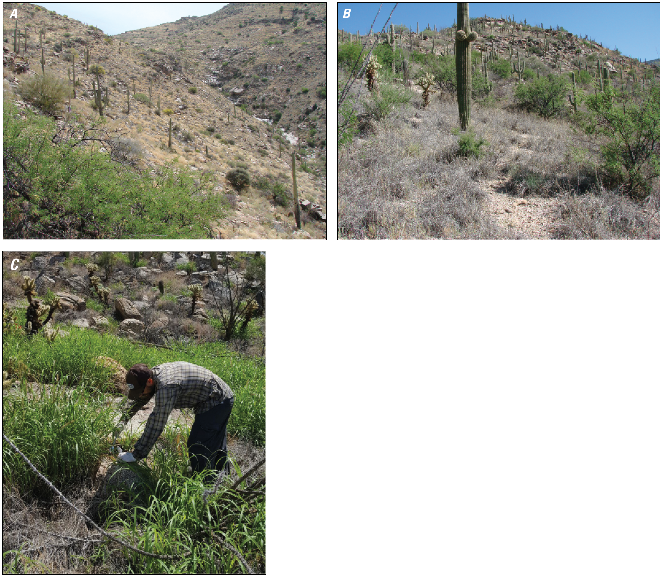 Photographs of terrestrial soil sampling locations in Box Canyon, Madrona Canyon,
                        and Loma Verde canyon.