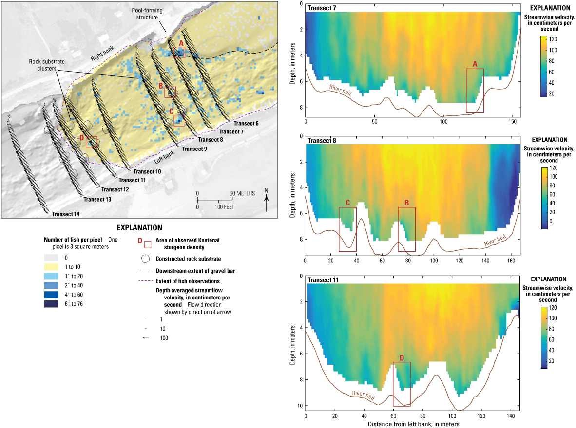 Images showing acoustic Doppler current profiler data and Kootenai River white sturgeon
                        fish positions near the Kootenai River Habitat Restoration Project sites, northern
                        Idaho, June 6, 2017.