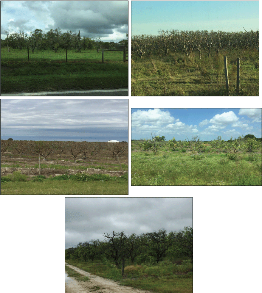 Figure 5. Photographs showing abandoned citrus groves observed in Florida between
                        2013 and 2021