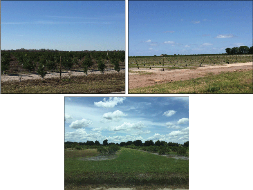 Figure 8. Photographs showing active citrus groves in Florida between 2013 and 2021