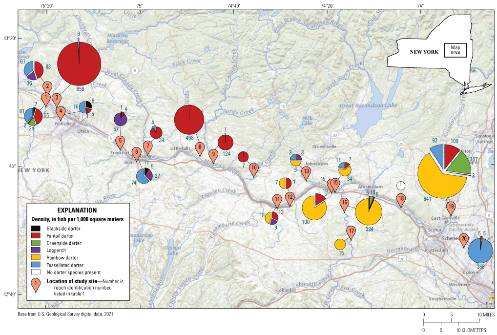 Distribution and density of darter species in the Mohawk River.