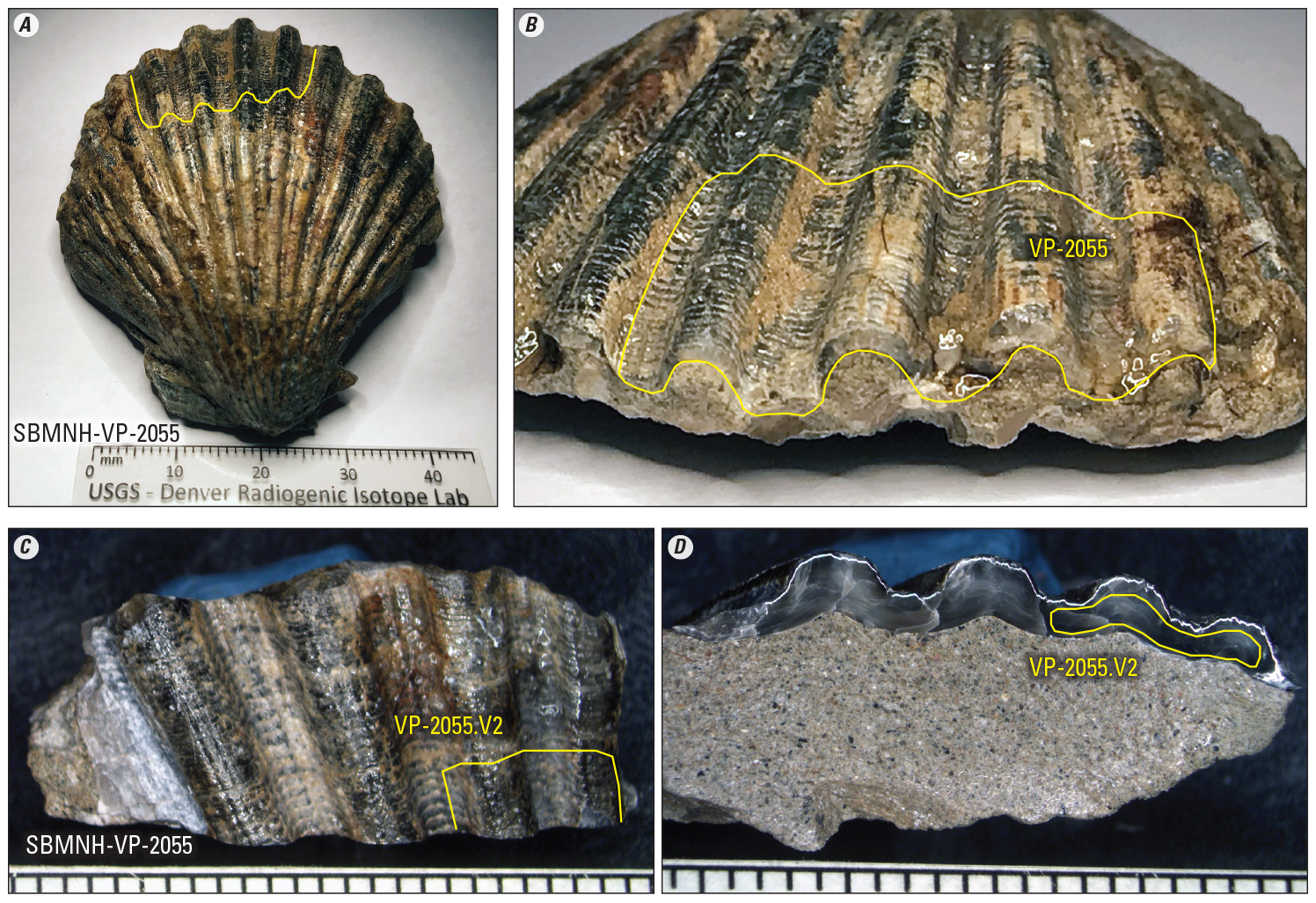 A whole shell, close-ups of sampled areas, and a cross-section showing sampled area.