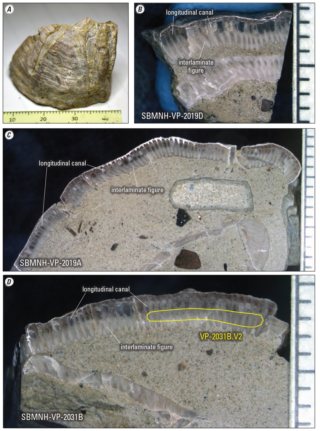 A whole barnacle fossil and cross-sections showing wall-plate features, and an area
                     subsampled for strontium analysis.