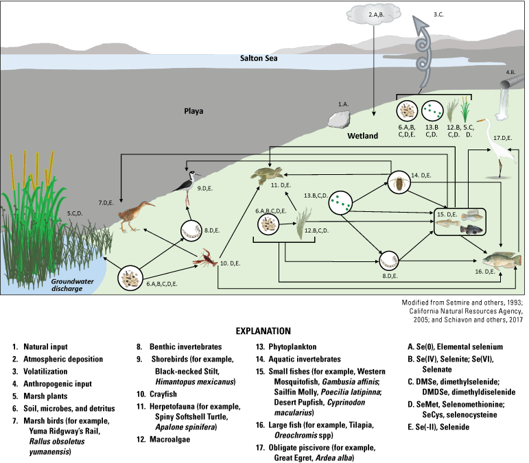 24. Conceptual food web and selenium cycling diagram for Salton Sea wetlands