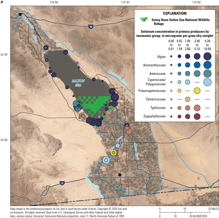 26. Selenium concentrations in algae and plants in the Salton Sea region