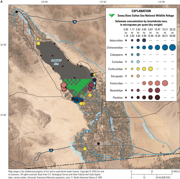29. Selenium concentrations in invertebrate species from the Salton Sea region