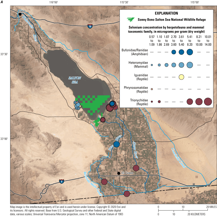 32. Selenium concentrations in amphibians, reptiles and mammals from the Salton Sea
                           region