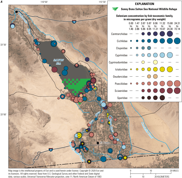 34. Selenium concentrations in different fish taxonomic families from the Salton Sea
                           region
