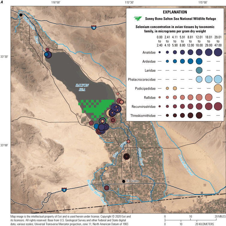 40. Selenium concentrations in bird eggs by taxonomic family and decade in the Salton
                           Sea region