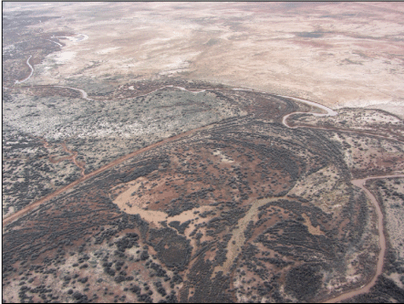 Figure 3.	Aerial photograph showing curved rows of tamarisk stands along the Little
                           Colorado River.