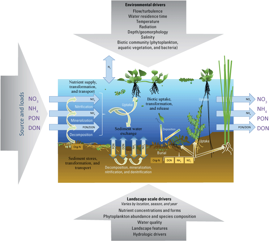1. Hydrodynamics, landscape features, and aquatic primary productivity driving nutrient
                     cycling and transport in an aquatic habitat.