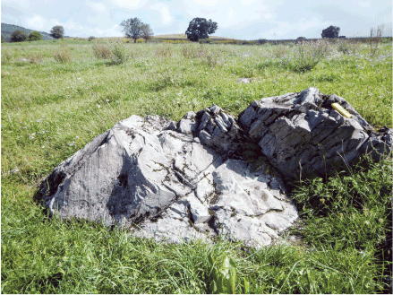 The outcrop has sharp edges and is in a field surrounded by grass with sparse trees
                              in the background.