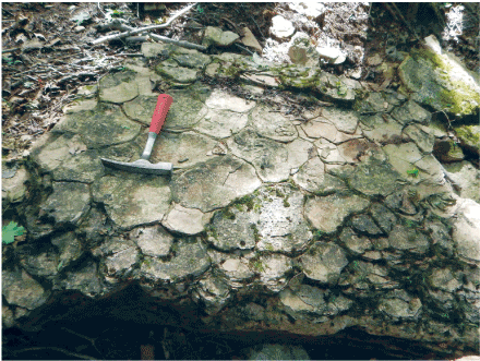 The mud cracks make almost a snake-scale pattern in the shale. Dirty and leave debris
                              can be seen in the background.