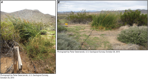11. Shrubs and tall green grasses growing near Devouge Spring and a resistivity survey
                              cable running through dirt before entering a patch of tall grasses.