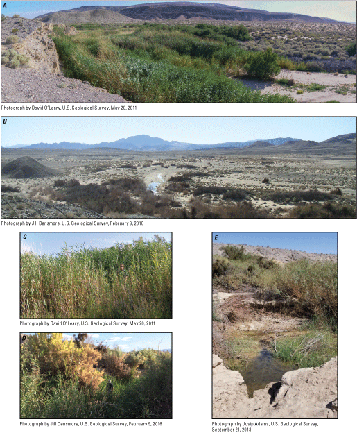 21. View from hillside of tall green grasses and shrubs growing in a wash, A desert
                              wash with sparse vegetation and taller mountains in the background, a USGS employee
                              standing in overhead wetland grasses, a USGS employee standing in tall wetland plants
                              next to taller trees, and a small pool of water coming out of a rock escarpment.