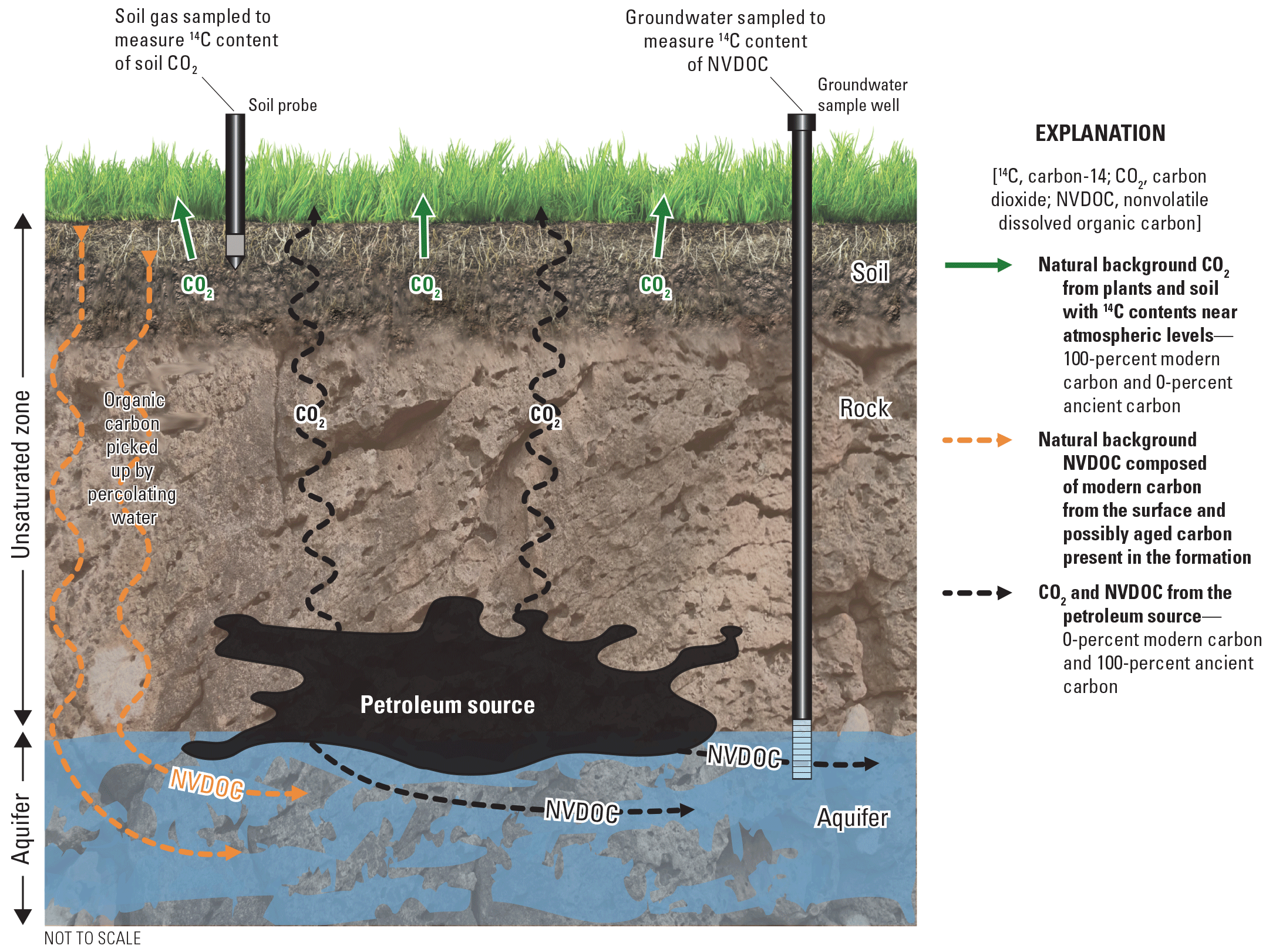 The groundwater sample well goes through the unsaturated zone and into the aquifer
                        where nonvolatile dissolved organic carbon concentrations increase from the addition
                        of organic carbon picked up by percolating water moving past a petroleum source. Carbon
                        dioxide formed during biodegradation moves from the unsaturated zone down into the
                        aquifer and up to the ground where it is released.