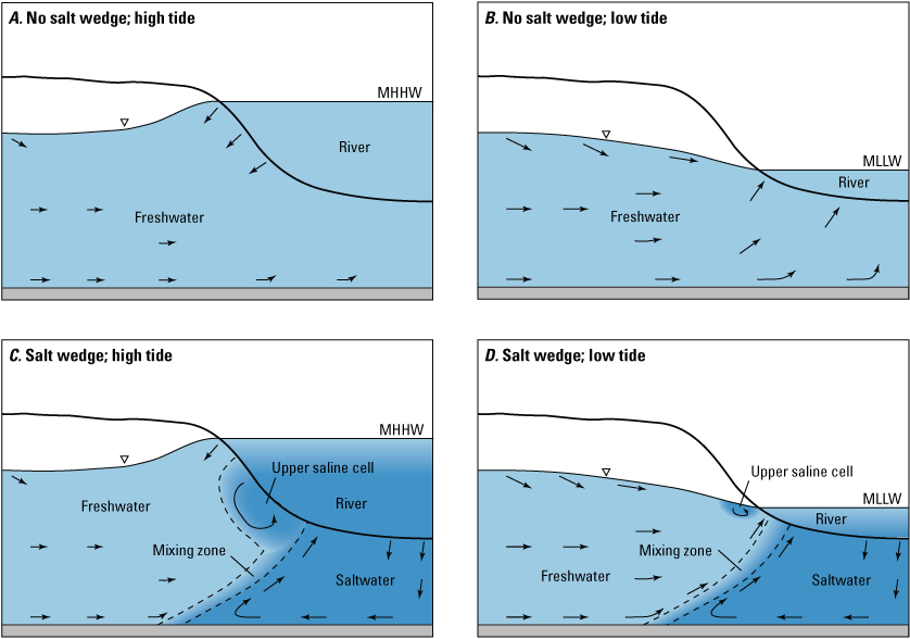 At high tide without a salt wedge, fresh water from the river flows into the nearshore
                        area and deeper fresh water flows toward the river. At low tide without a salt wedge,
                        all groundwater flow is toward the river and there is no inflow from the river. At
                        high tide with a salt wedge, there is a mixing zone near the shoreline where salt
                        water from the river and fresh water from the ground interact. At low tide with a
                        salt wedge, fresh groundwater flows toward the river, nears the underground salt wedge,
                        and then flows upward toward the shoreline between the residual upper saline cell
                        and the salt water in the river.