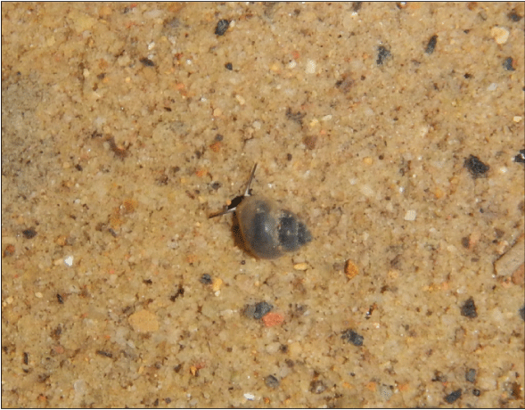 Alt text: Royal marstonia snail in sand.