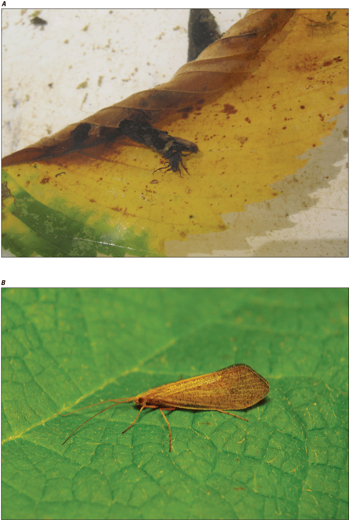 Alt text: Sequatchie caddisfly larva and adult on leaves.