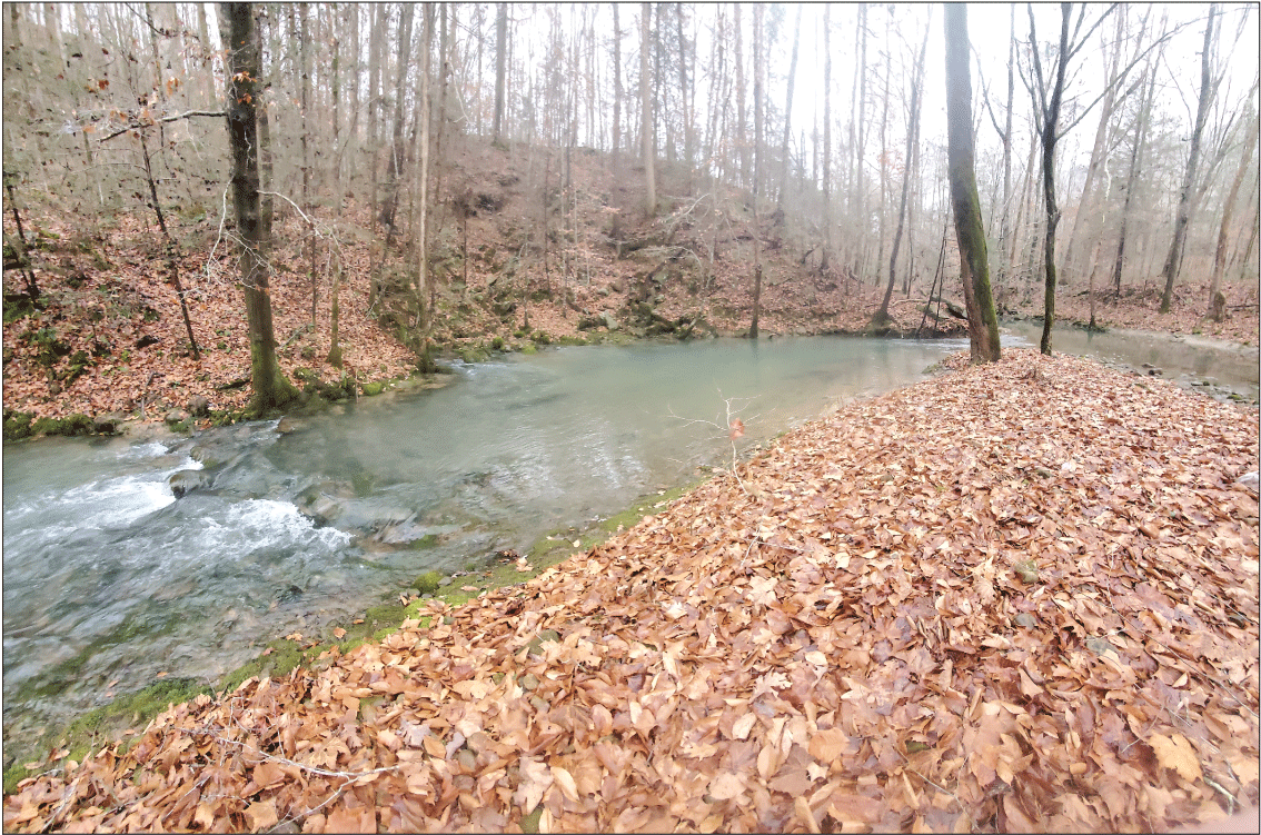 Alt text: Water flowing out of spring in forest.