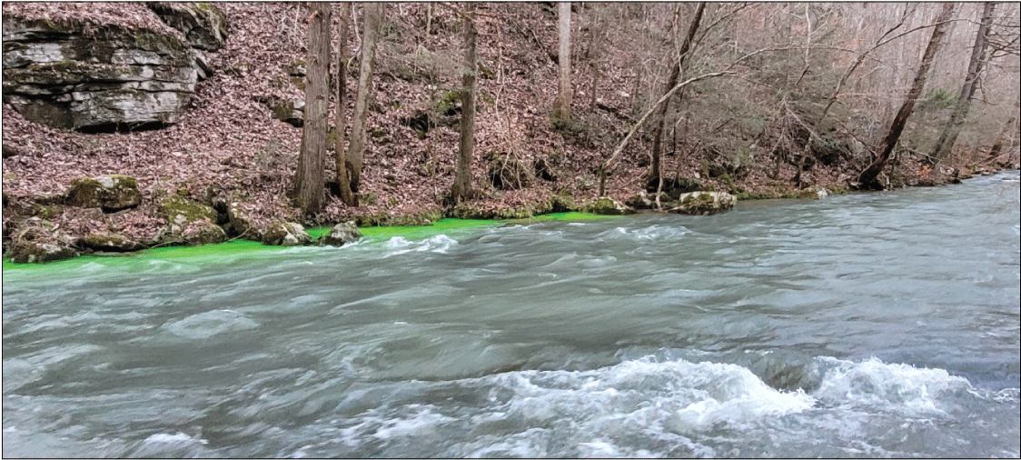 Alt text: Green fluorescein dye in flowing spring branch near shoreline.