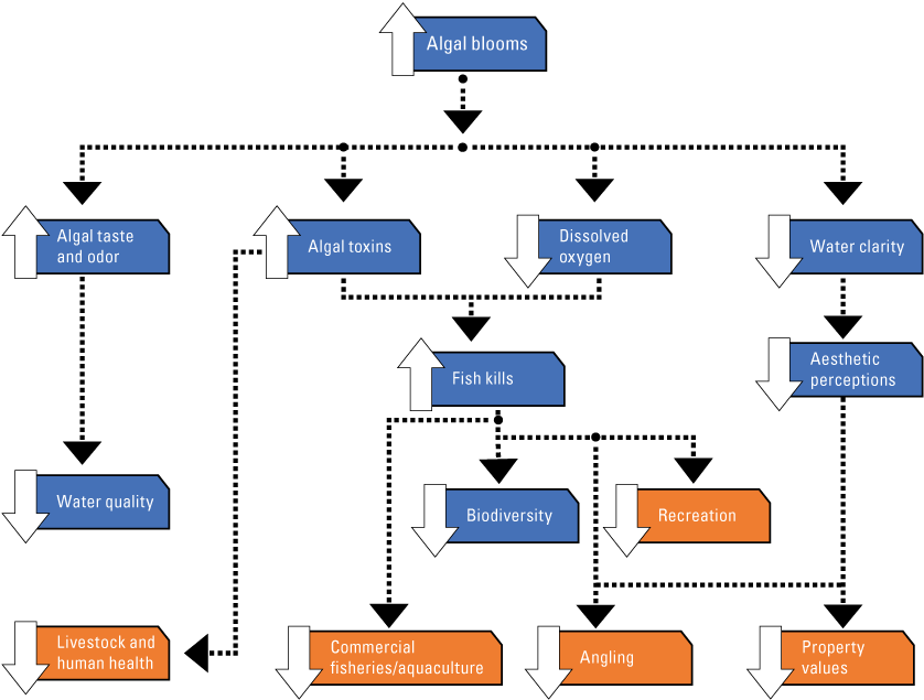 A chart shows the pathways by which algal blooms affect human society.