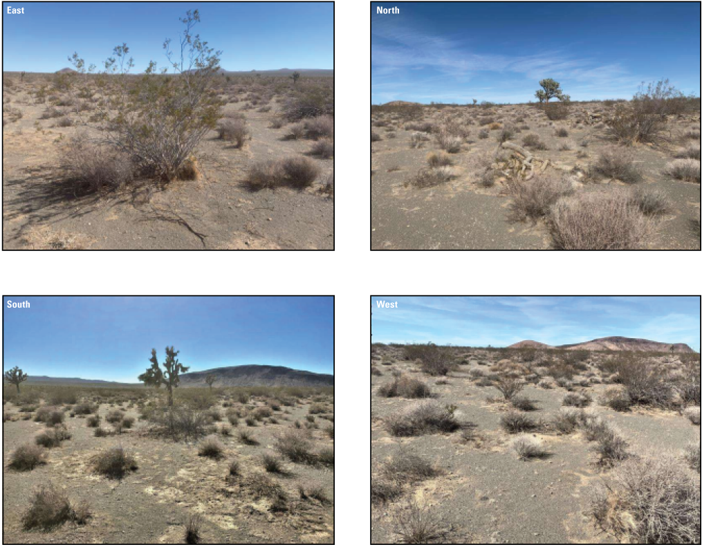 3.5. A desert landscape with low hills and sandy soil (495883 North UTM; 3890217 East
               UTM). The area has dispersed Joshua trees and desert shrubs. 