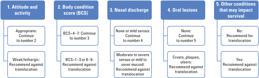 11. There are five steps to follow during health assessments for tortoises.