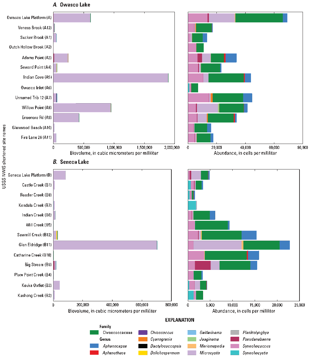 In Owasco Lake, the highest biovolume of cyanobacteria, mostly Microcystis, was at
Indian Cove; the platform had the highest cell abundance. In Seneca Lake, the highest
biovolume, mostly Microcystis, and cell abundance of cyanobacteria was at Glen Eldridge.
Owasco Lake had eight and Seneca Lake had two stations with microcystins detected;
all below reporting levels.