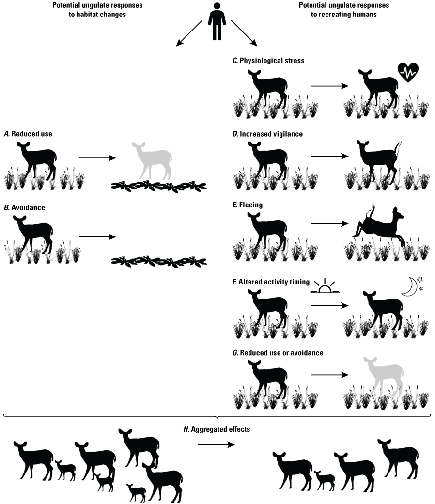 Flowchart with deer icons and text describing how ungulates can react to human recreation
activity.
