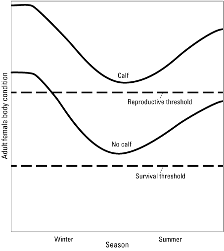 Adult female body condition is highest after the growing season and declines through
the winter, and female body condition is poorest shortly after birth.