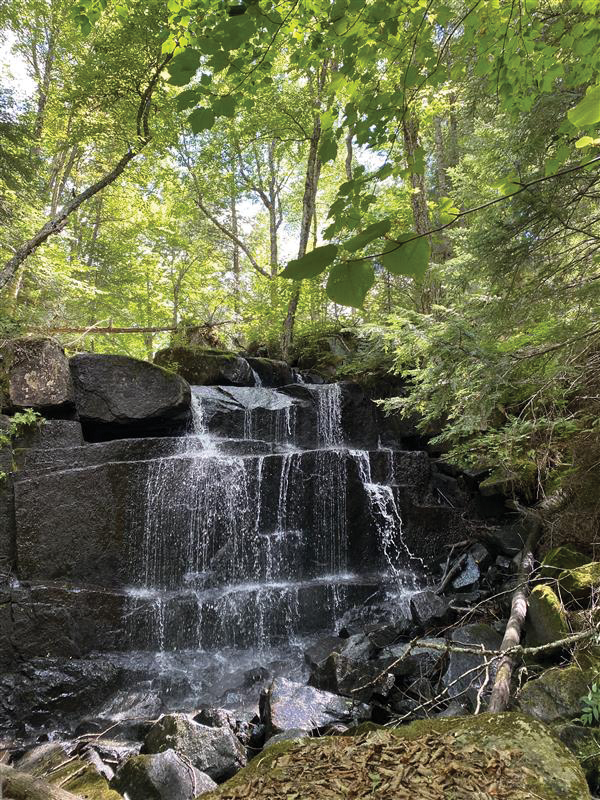 Water trickles over rock in a forest.