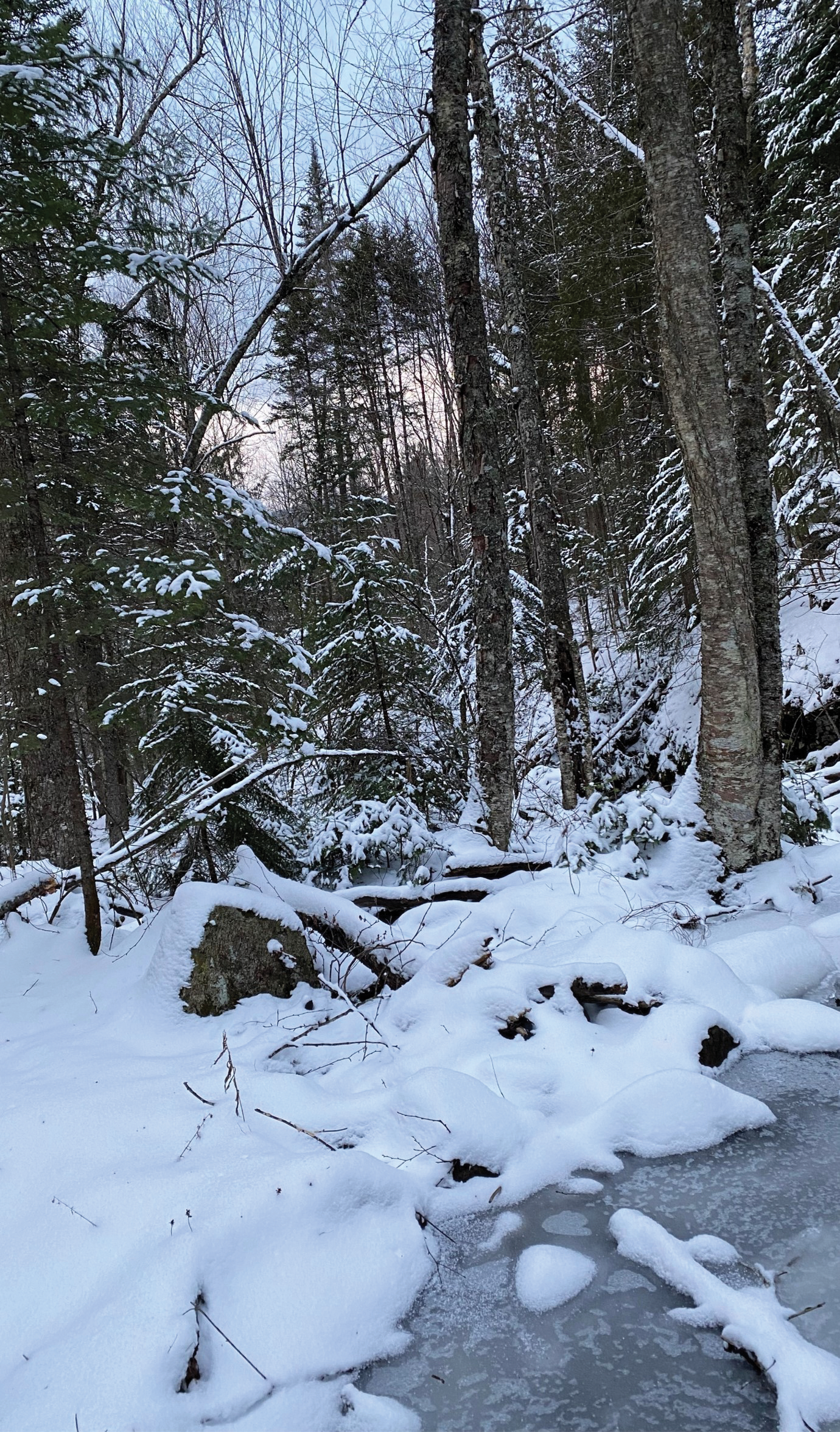 A photograph showing the snow-covered trees and ground and a patch of ice.