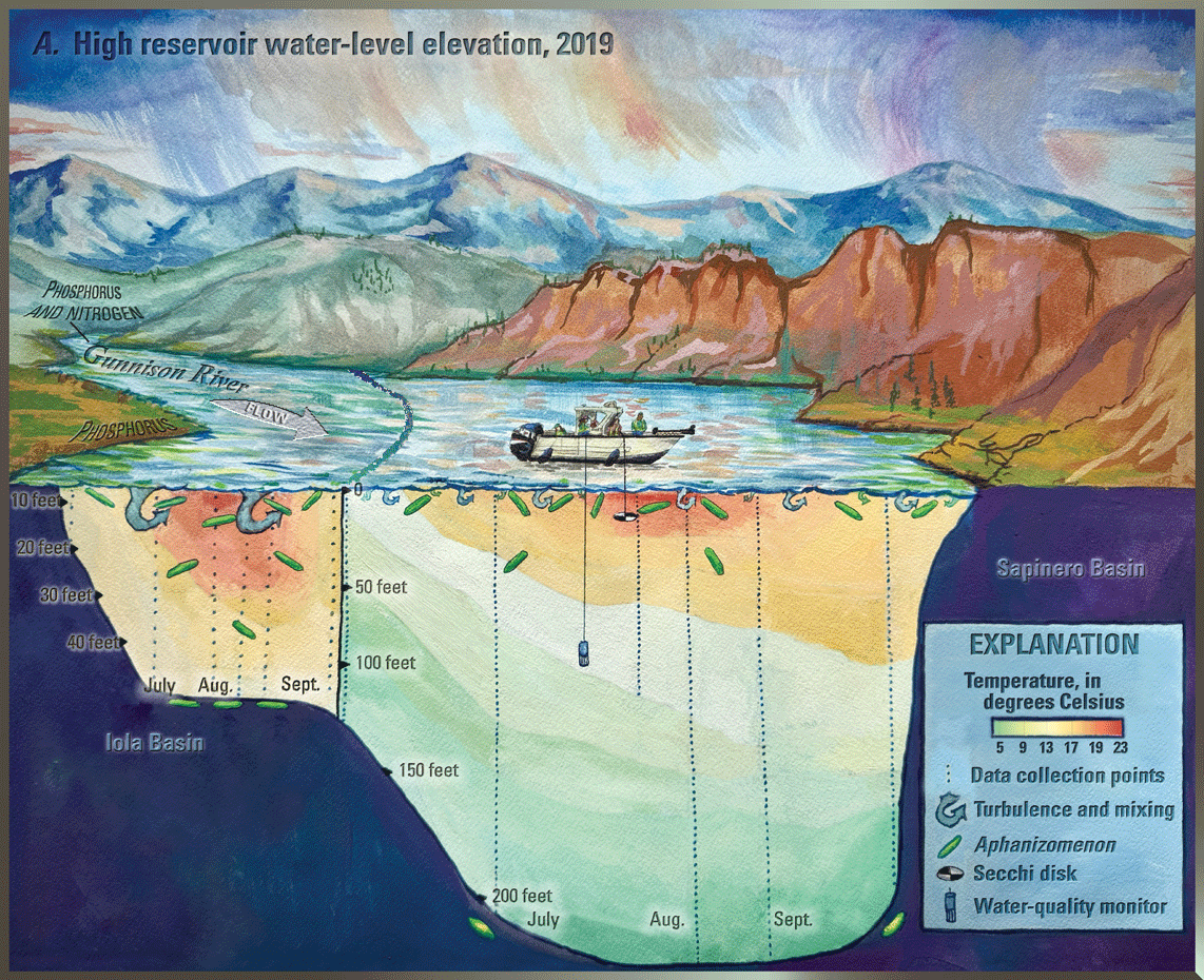 Conceptual diagram of potential processes controlling algal blooms in different seasons
                     and basins of the reservoir.