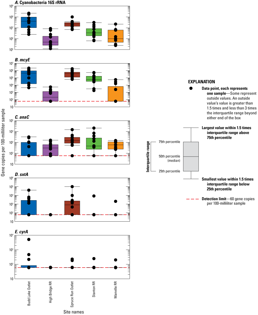 Boxplots of the number of gene copies per sample (copies/100 mL) as determined by
                        quantitative polymerase chain reaction (qPCR) at selected sites in the Raritan Basin
                        Water Supply Complex. Panels from top to bottom are A, Cyanobacteria 16S rRNA; B, microcystin synthetase gene, mcyE; C, anatoxin synthetase gene, anaC; D, saxitoxin synthetase gene, sxtA; and E, cylindrospermopsin synthetase gene, cyrA. For each site, the number of samples was 12, except for Manville RR, which was 11.