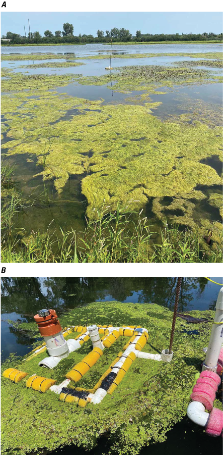 Green algae cover most of the water surface at sites EB7 and WB2.