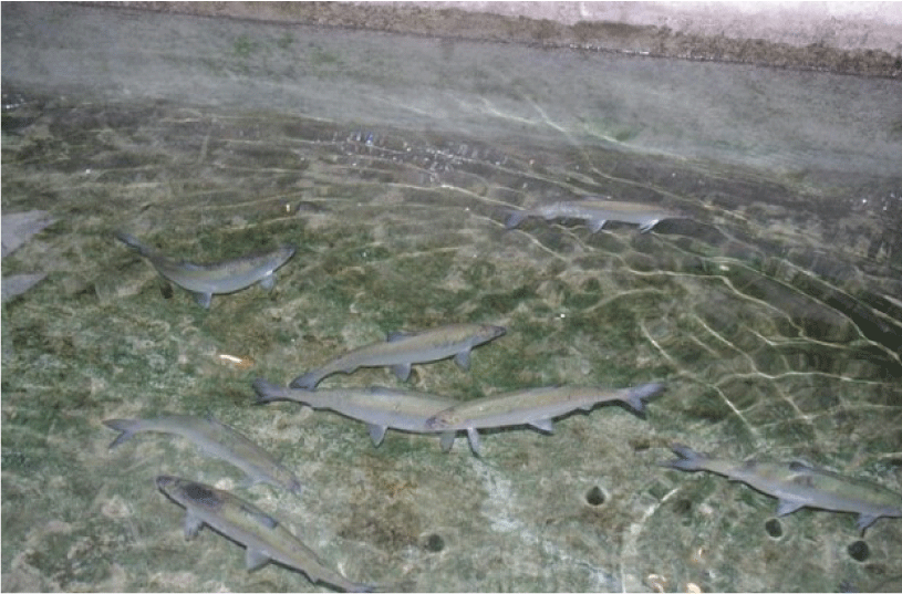 Adult ciscoes are visible swimming in the raceway water.