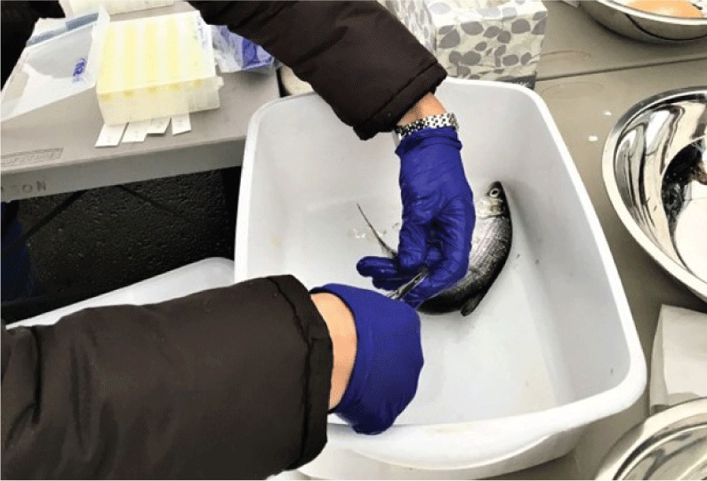 Removal of caudal fin clip for genetic analysis are visible.