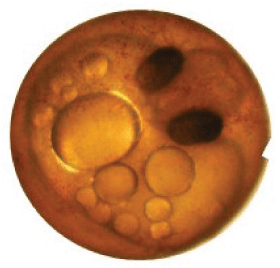 Eyed-up embryo visible.