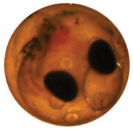 Embryo with pigment visible.