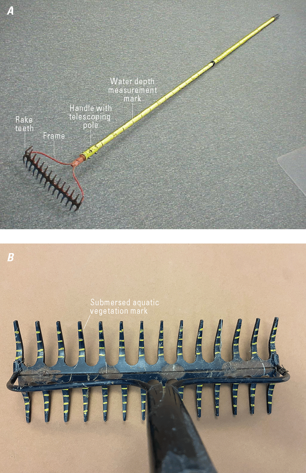 Photographs of a modified garden rake with two heads that is used in aquatic plant
                        sampling.