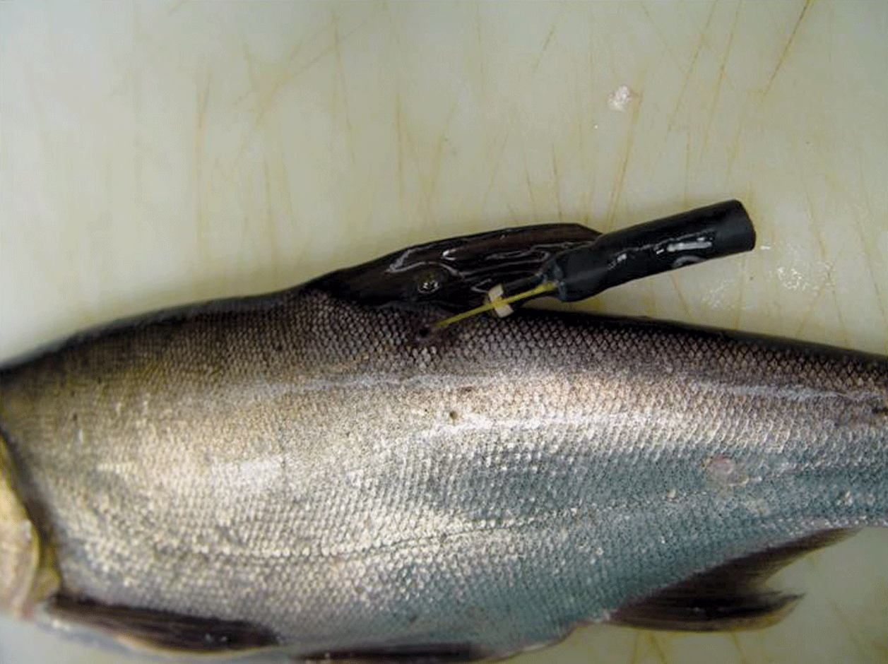 Photograph shows positioning of external acoustic transmitter attachment device on
                        a fish.