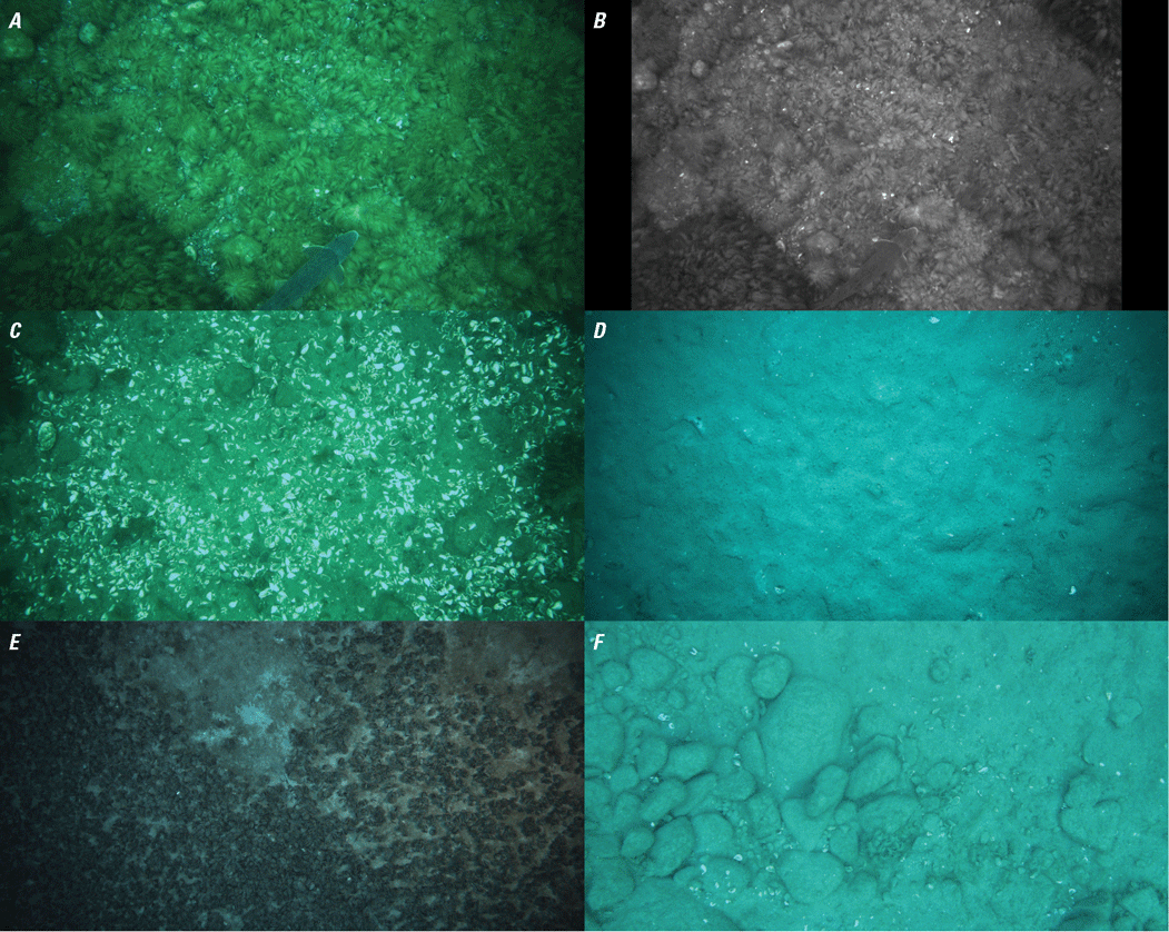 A multipaneled figure showing examples of the color photographs collected by the imaging
system including scenes of sand, rocks, and dead mussel shells.
