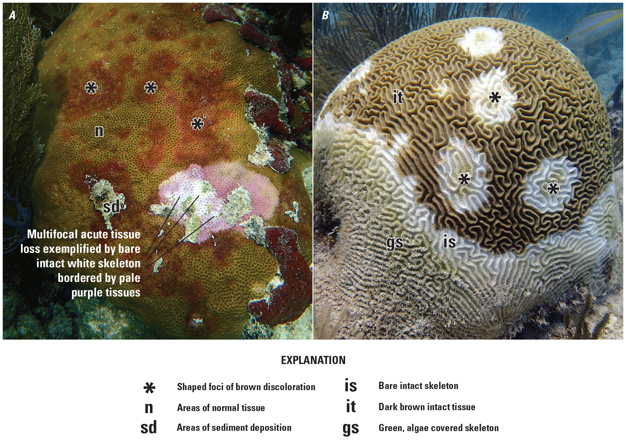 The tissue loss areas of the coral are visually apparent.