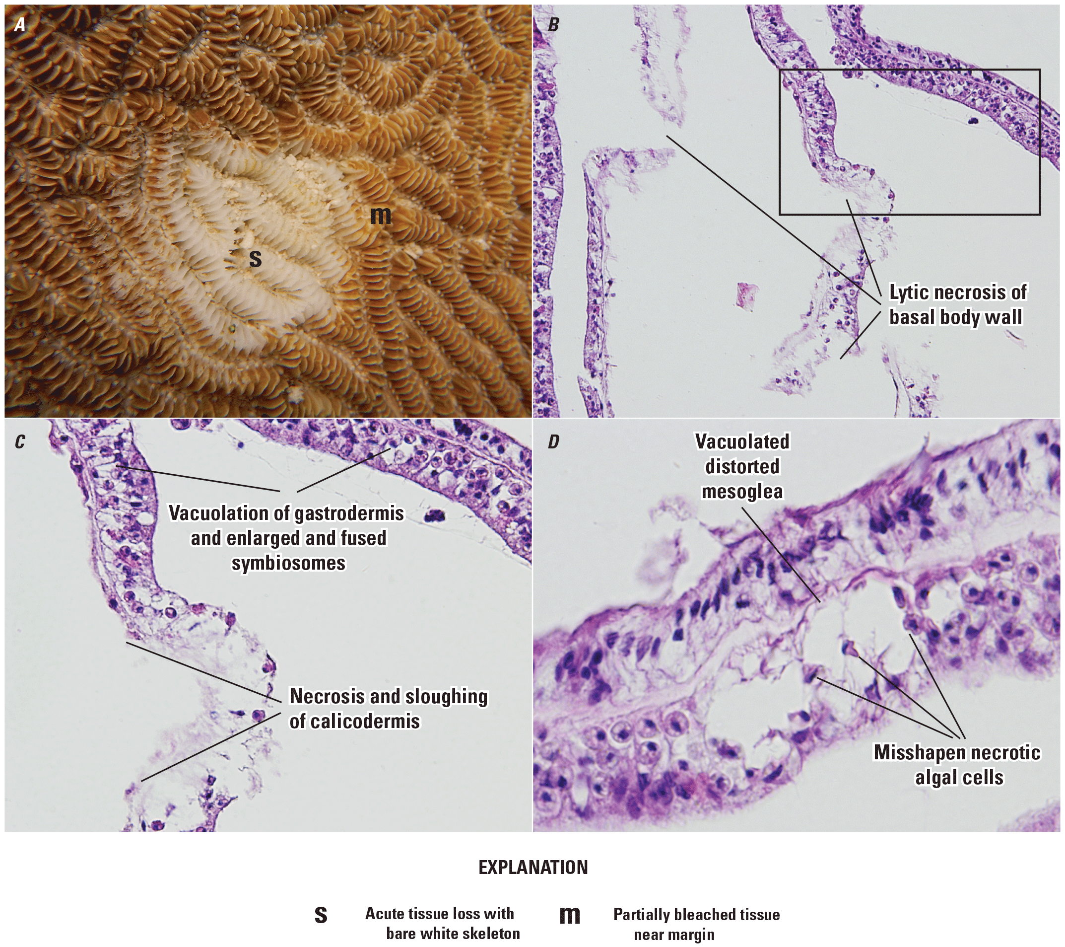 Lesions shown greatly vary in size.