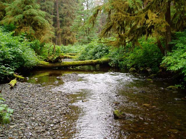 photo of upstream view of Old Tom Creek near Kasaan